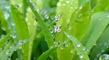 涼風(fēng)至，白露降